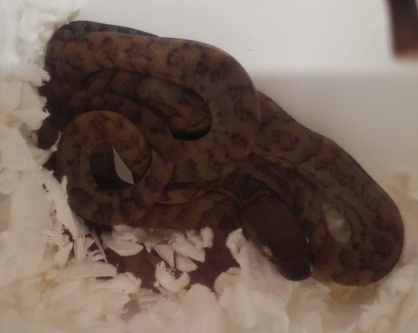Puerto Rico boa - Epicrates inornatus