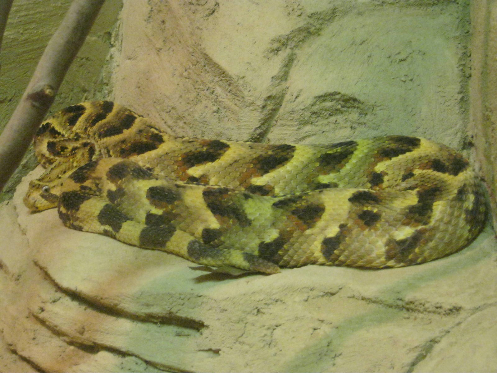 Puff Adder 2012.