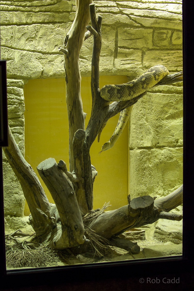 Puff adder (and exhibit) : Cotswold WP : 20 Oct 2015