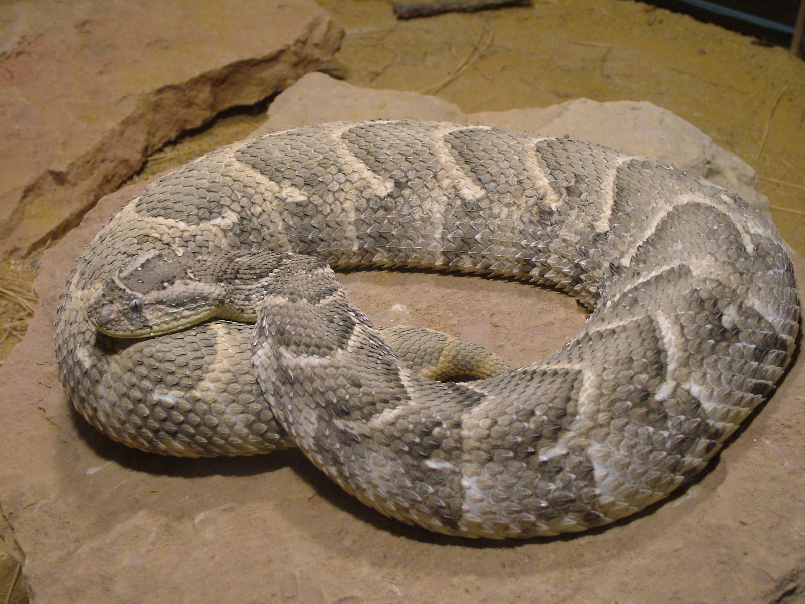 Puff Adder at Darmstadt, 30/08/10