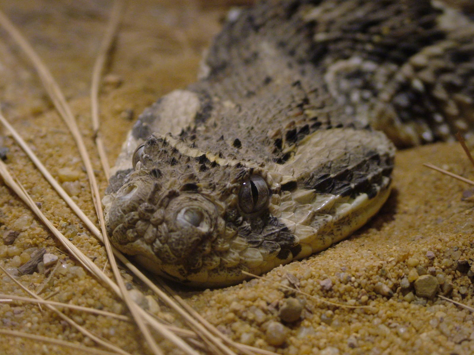 Puff Adder at Darmstadt, 30/08/10