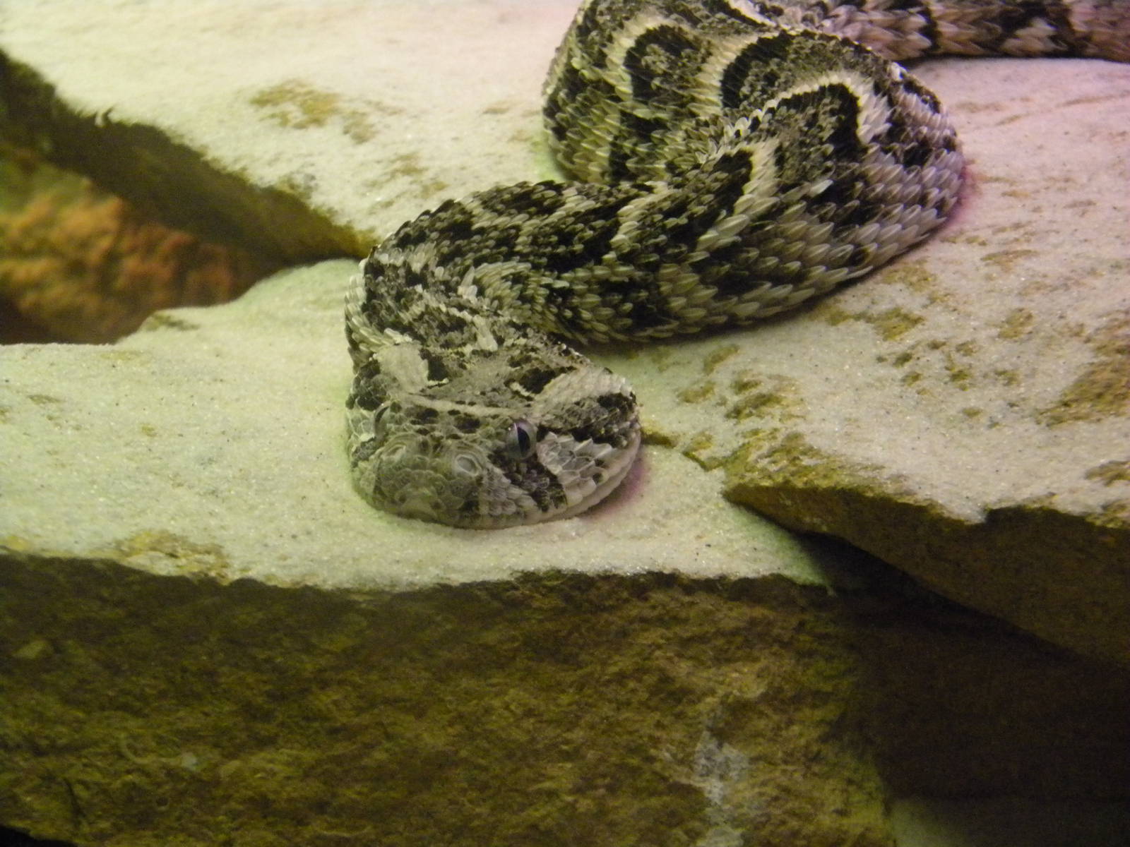 Puff Adder at Terra Natura 29/07/11