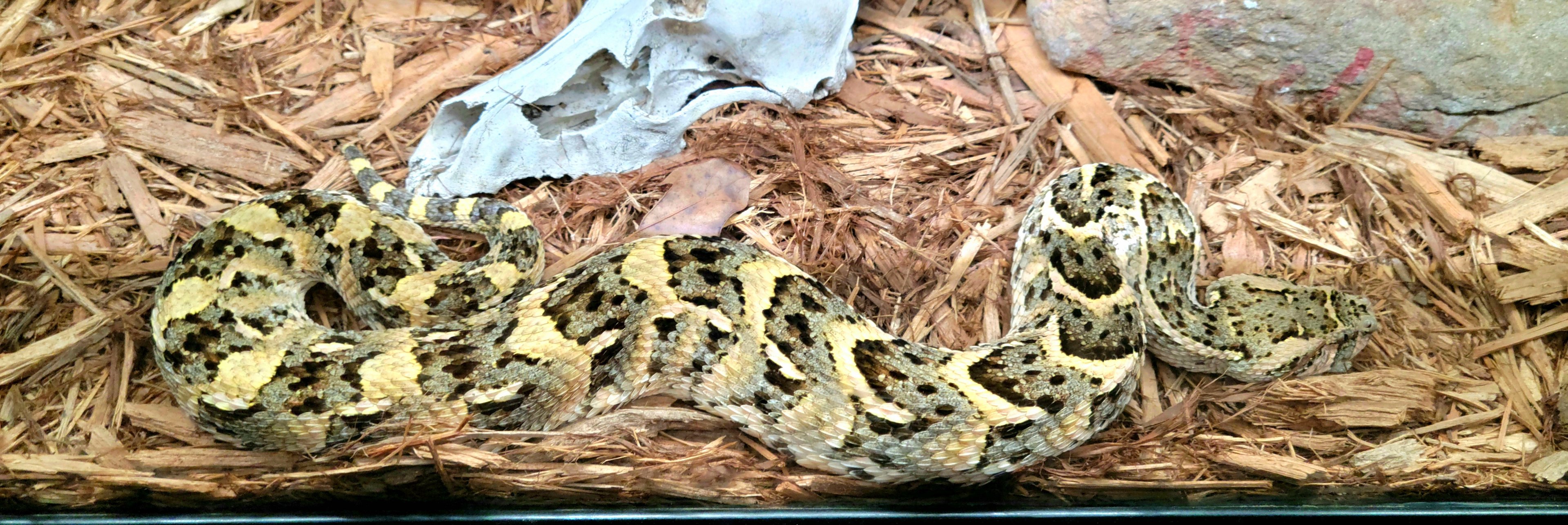 Puff Adder - Bee City Zoo - March 2025