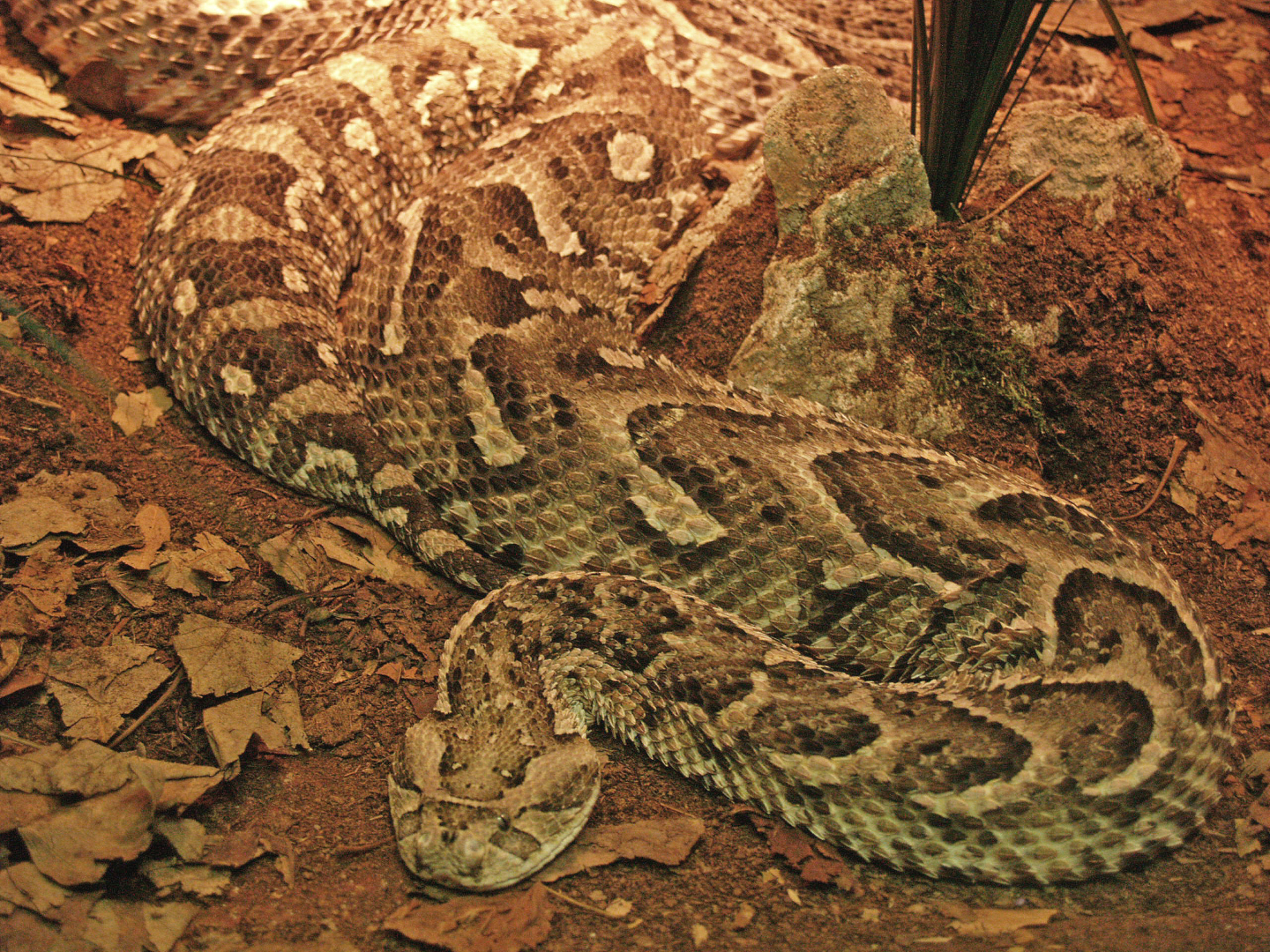 Puff adder (Bitis arietans), 2009-04-14
