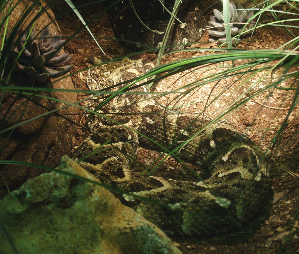Puff adder (Bitis arietans), 2014-02-16