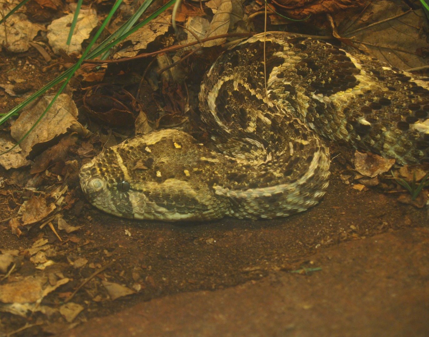 Puff adder (Bitis arietans), 2017-02-06