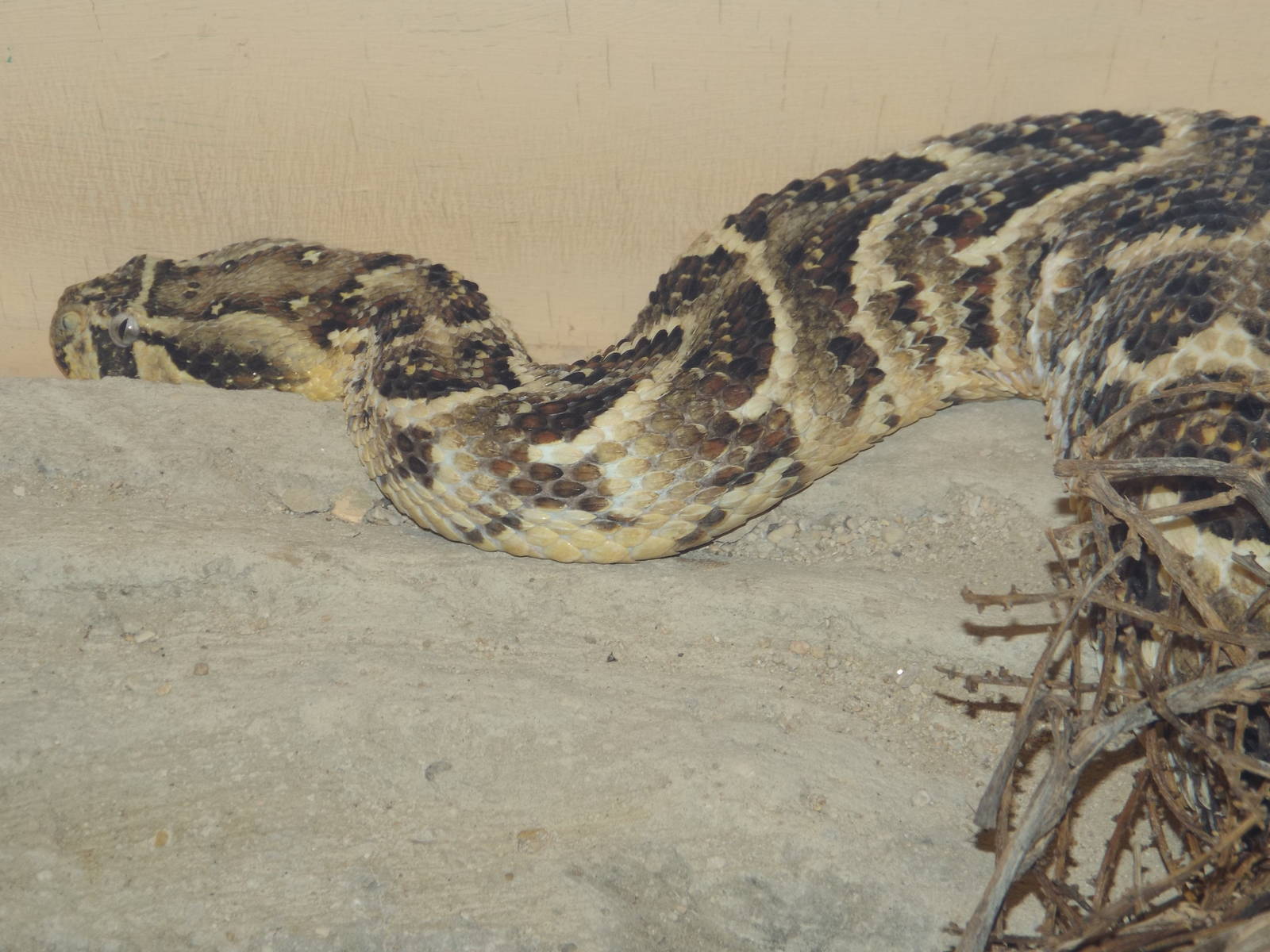 Puff Adder (Bitis arietans) at Cotswold Wildlife Park - 19 April 2014