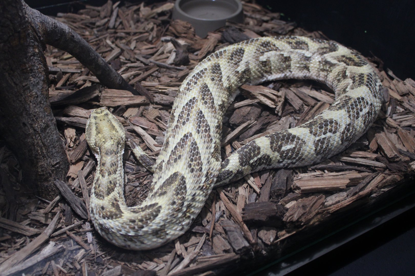 Puff Adder (Bitis arietans ssp.)
