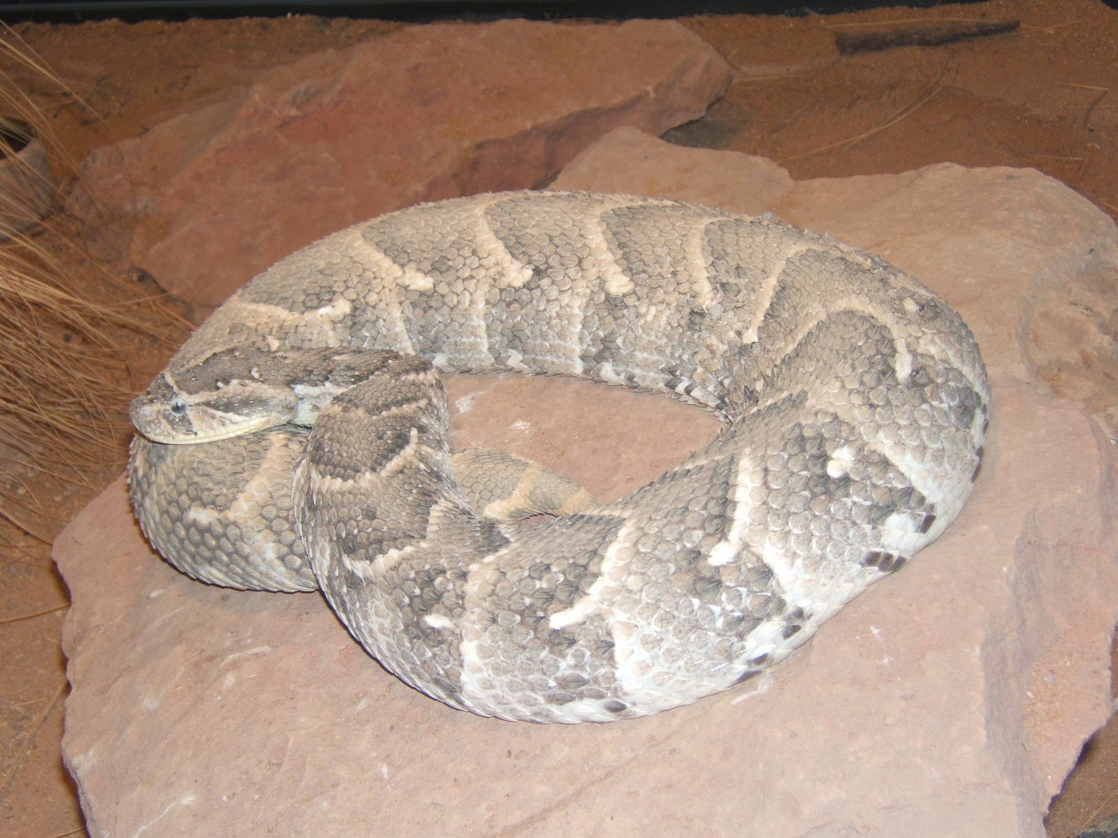 Puff Adder (Bitis arietans)