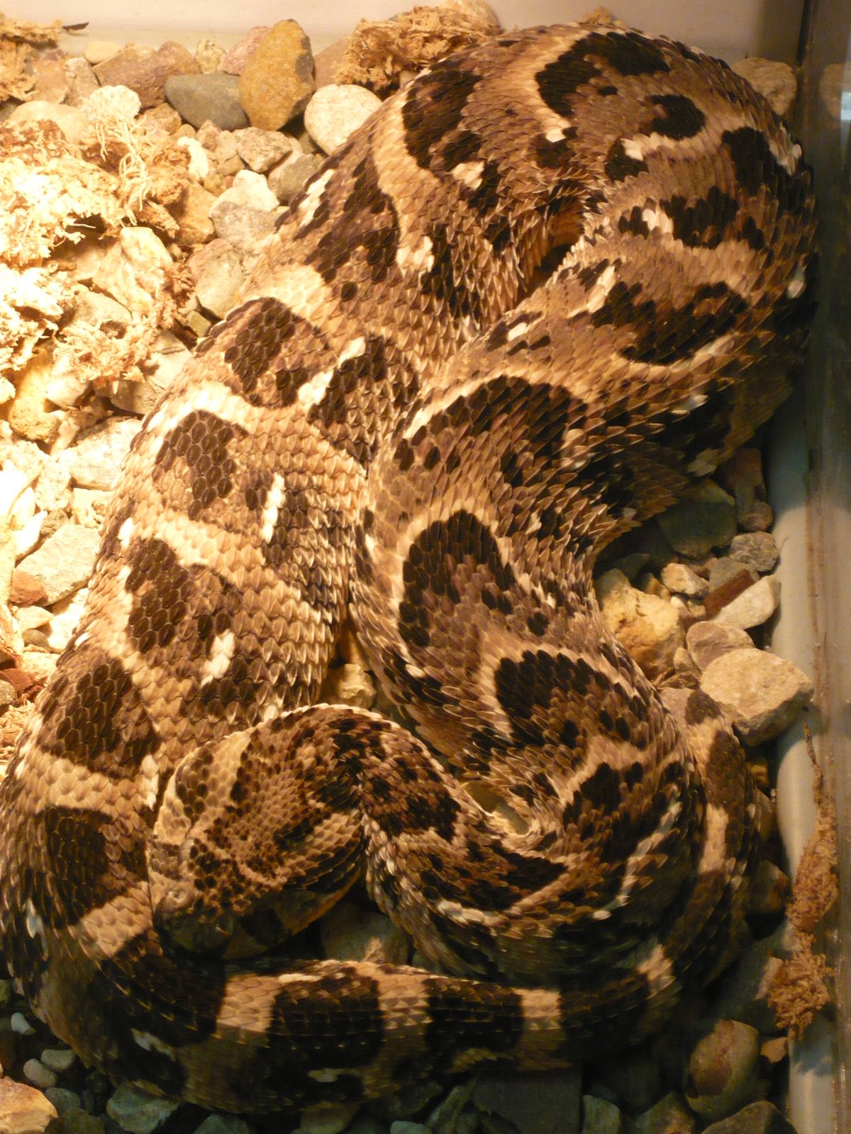 Puff adder (Bitis arietans)
