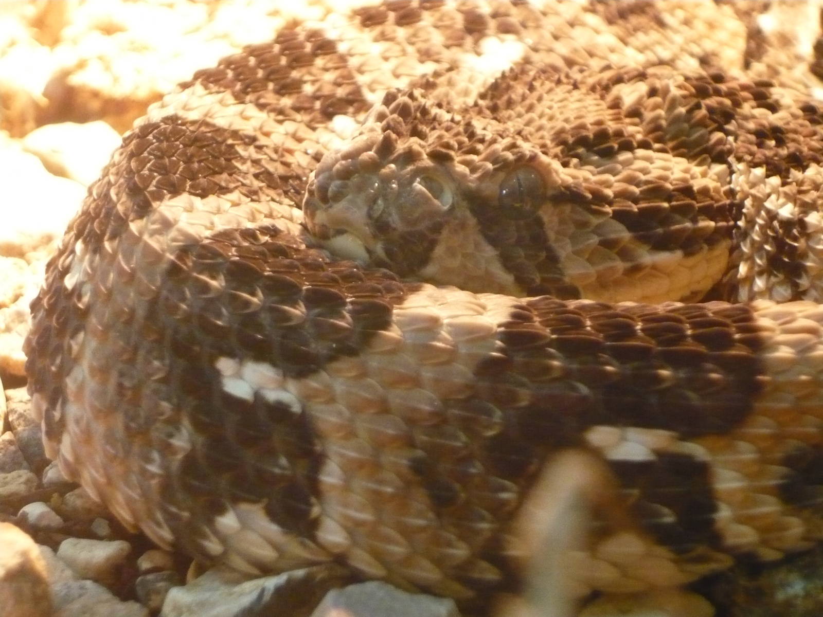 Puff adder (Bitis arietans)