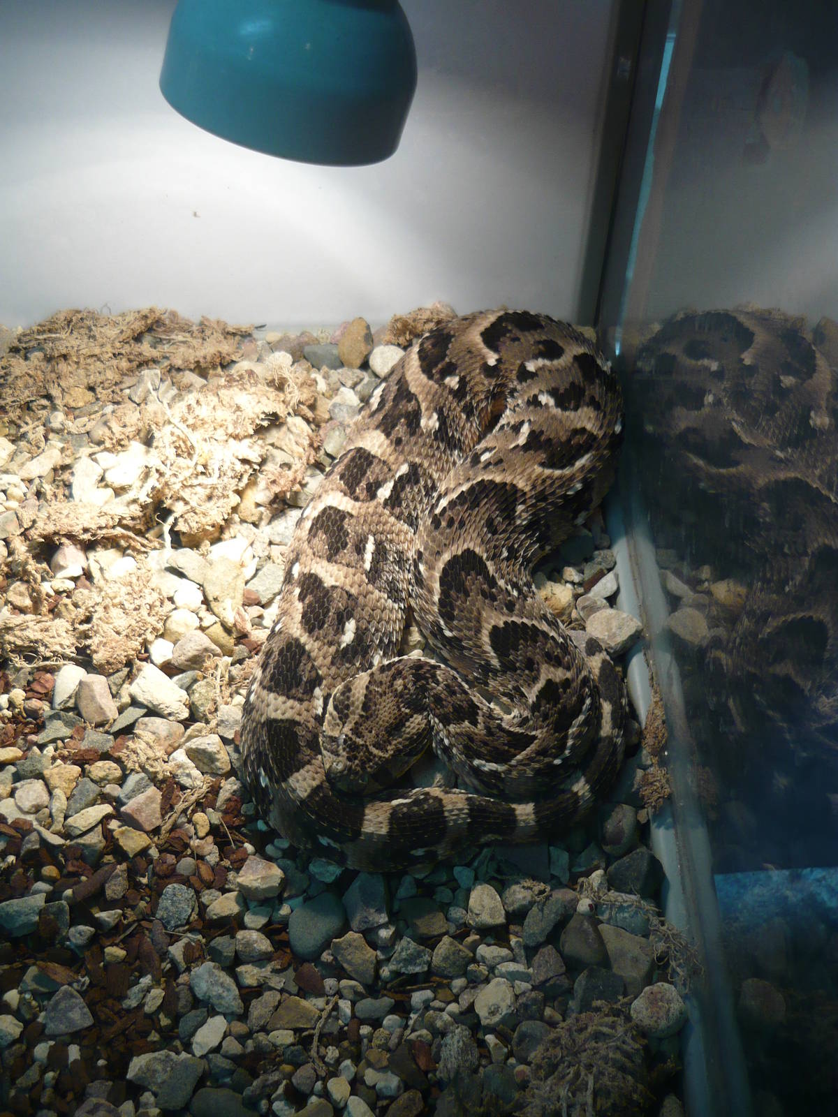Puff adder (Bitis arietans)