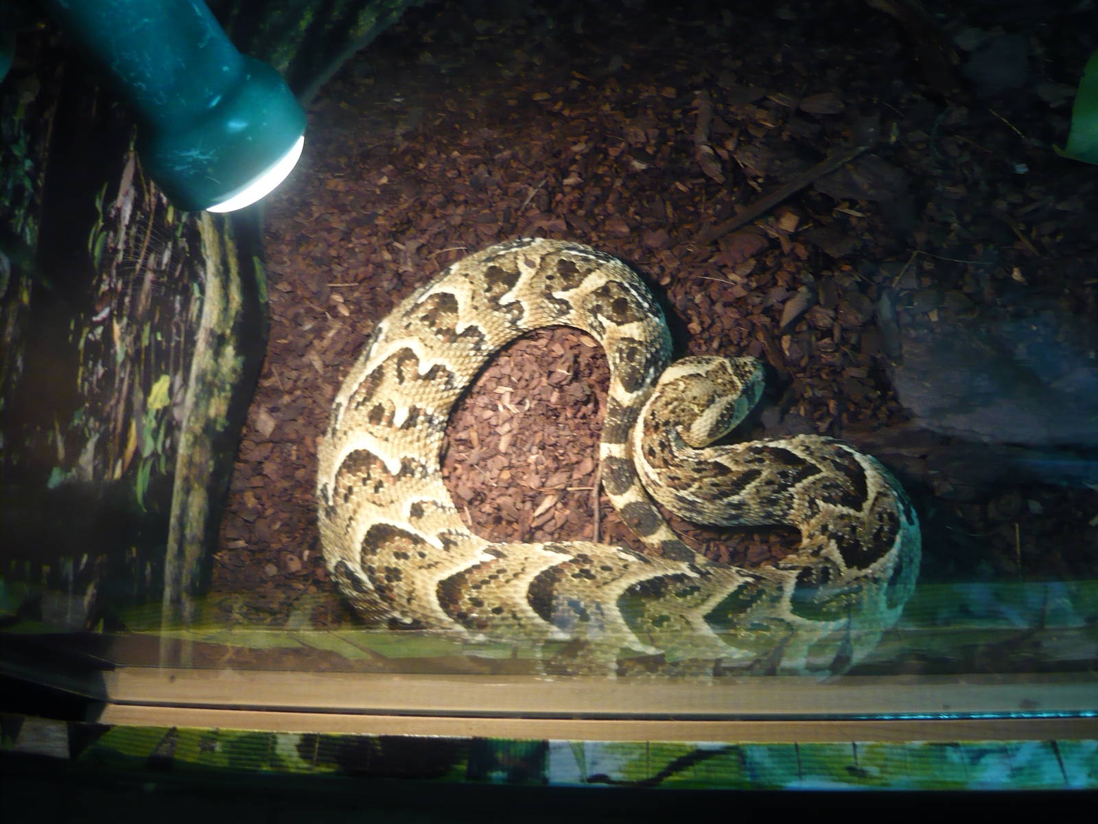 Puff adder (Bitis arietans)