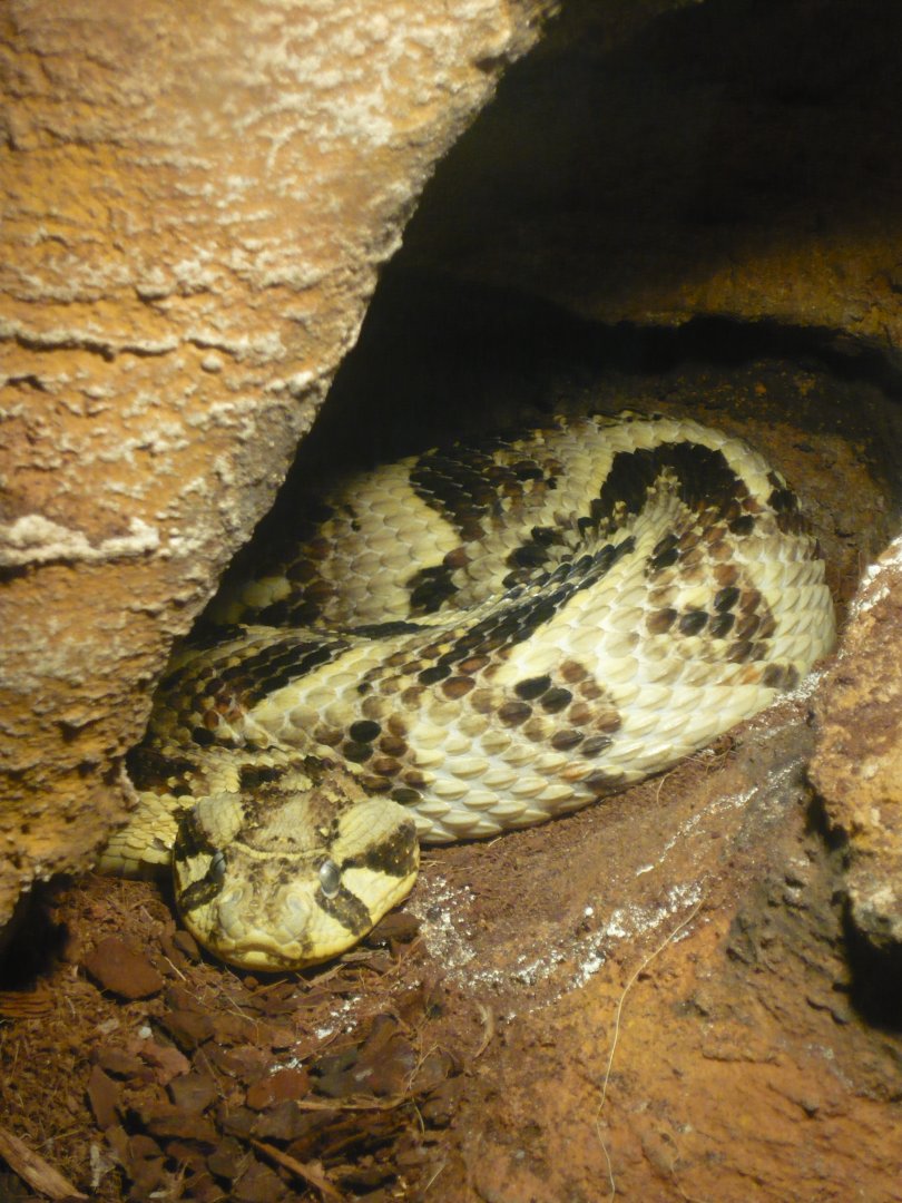 Puff adder (Bitis arietans)