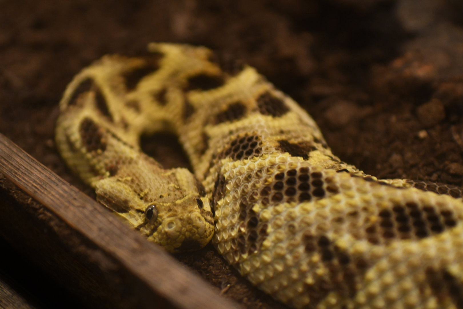 Puff adder (Bitis arietans)