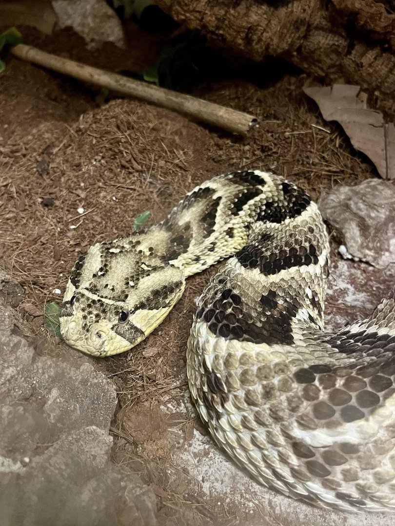 Puff Adder (Bitis arietans)