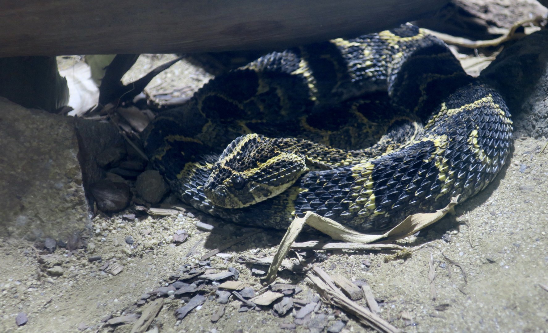 Puff Adder (Bitis arietans)