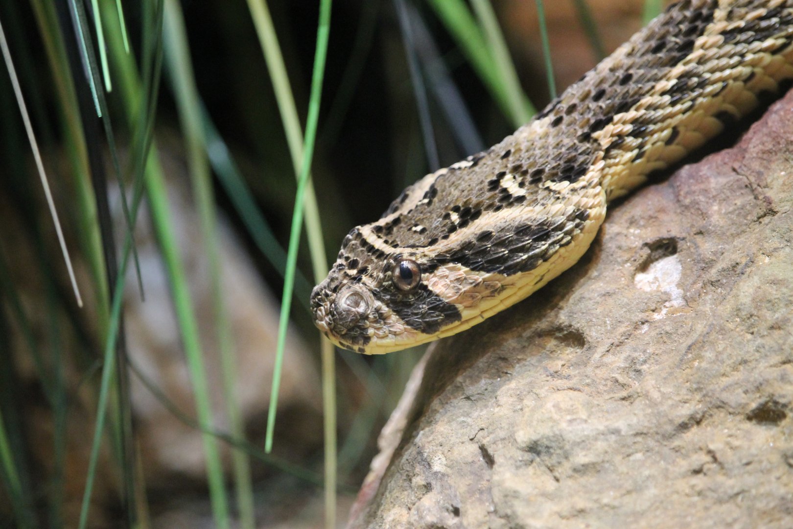 Puff adder (Bitis arietans)