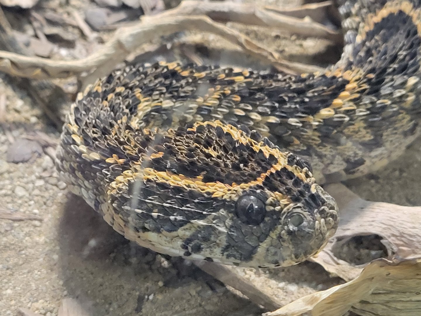 Puff Adder(Bitis arietans)