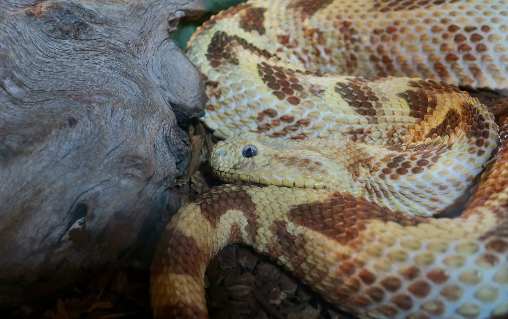 Puff Adder (Bitis arietans)