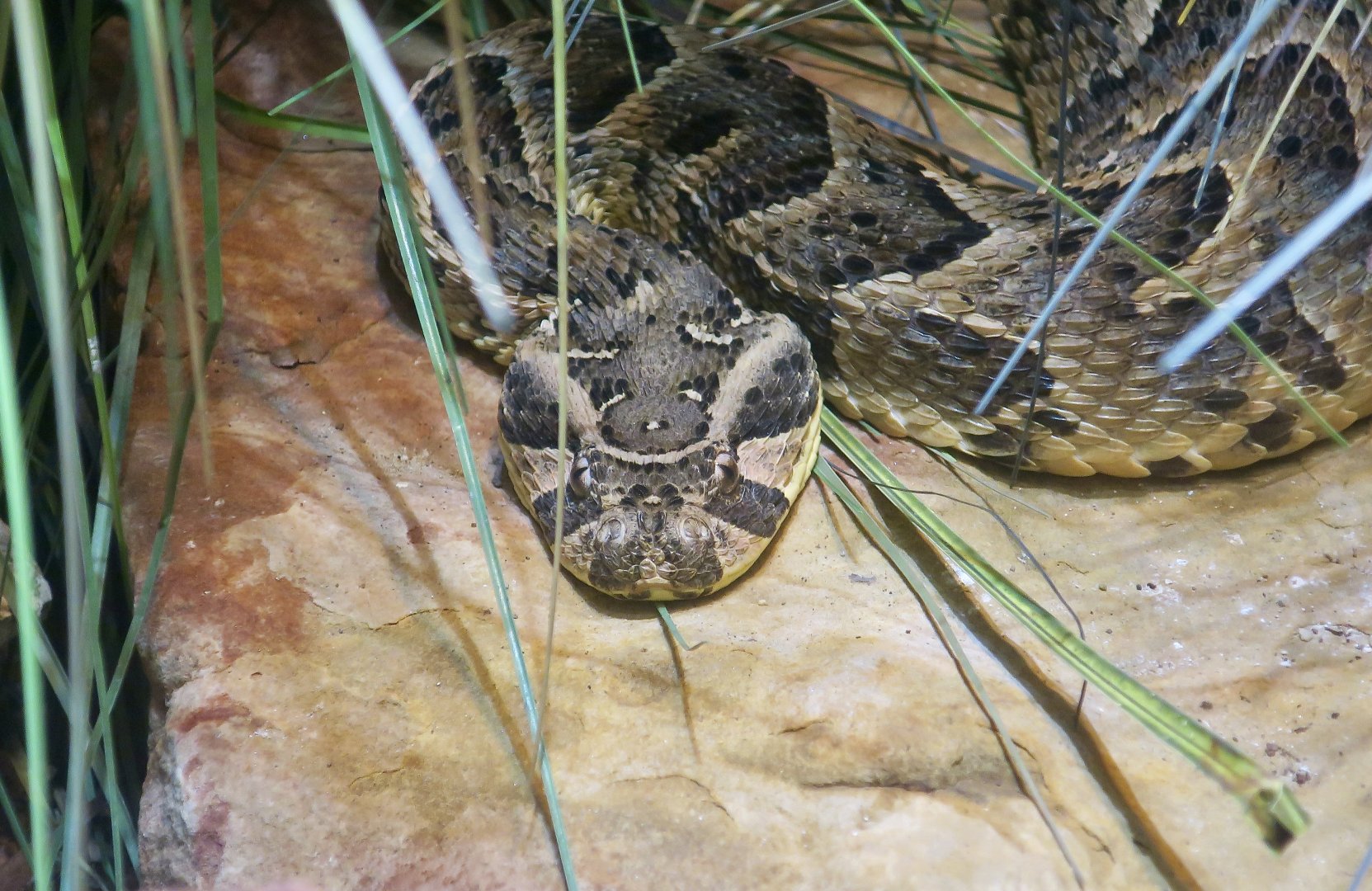 Puff Adder (Bitis arietans)