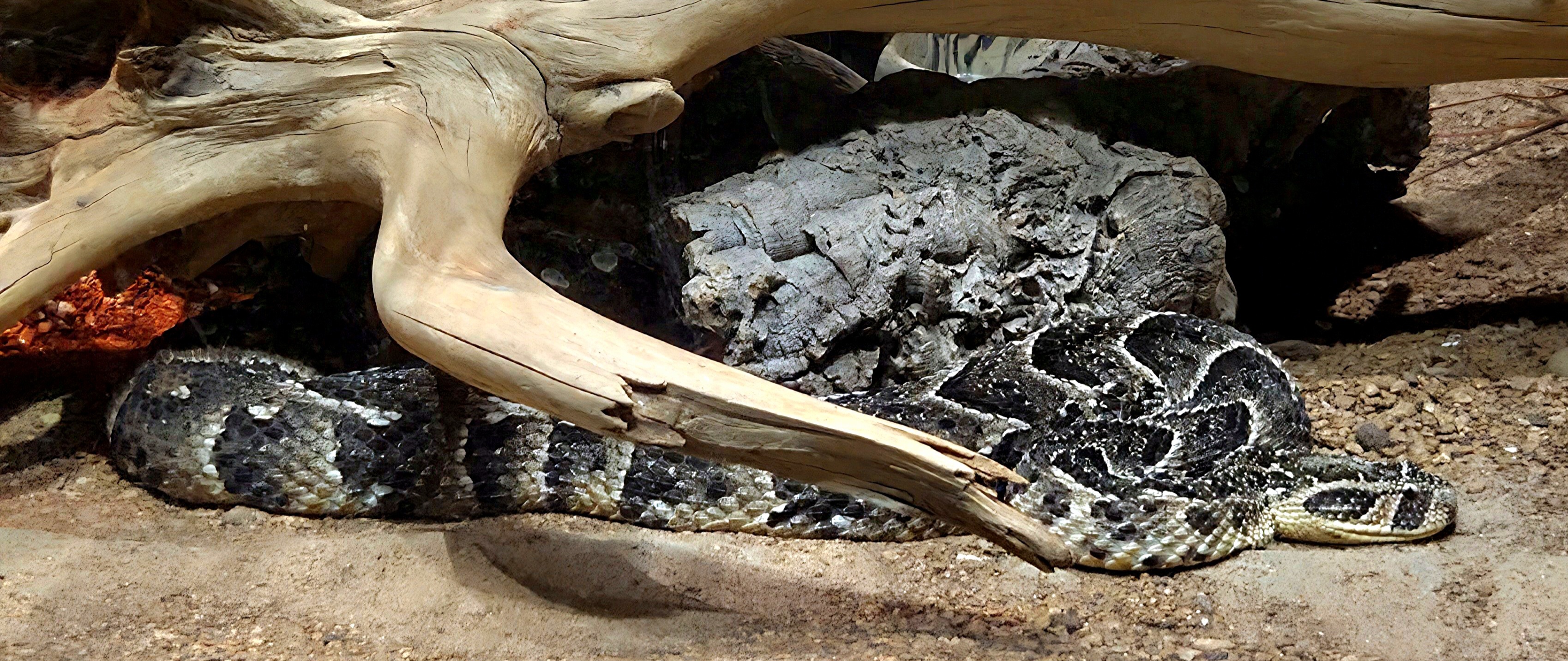 Puff Adder - Cameron Park Zoo