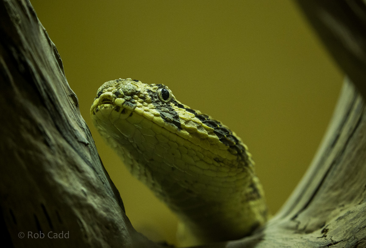 Puff adder : Cotswold WP : 20 Oct 2015
