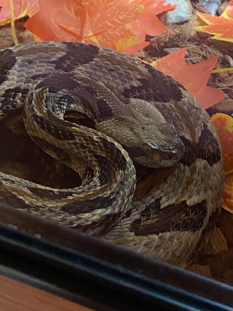 Puff adder (Crocs R Us, Bristol) 040923