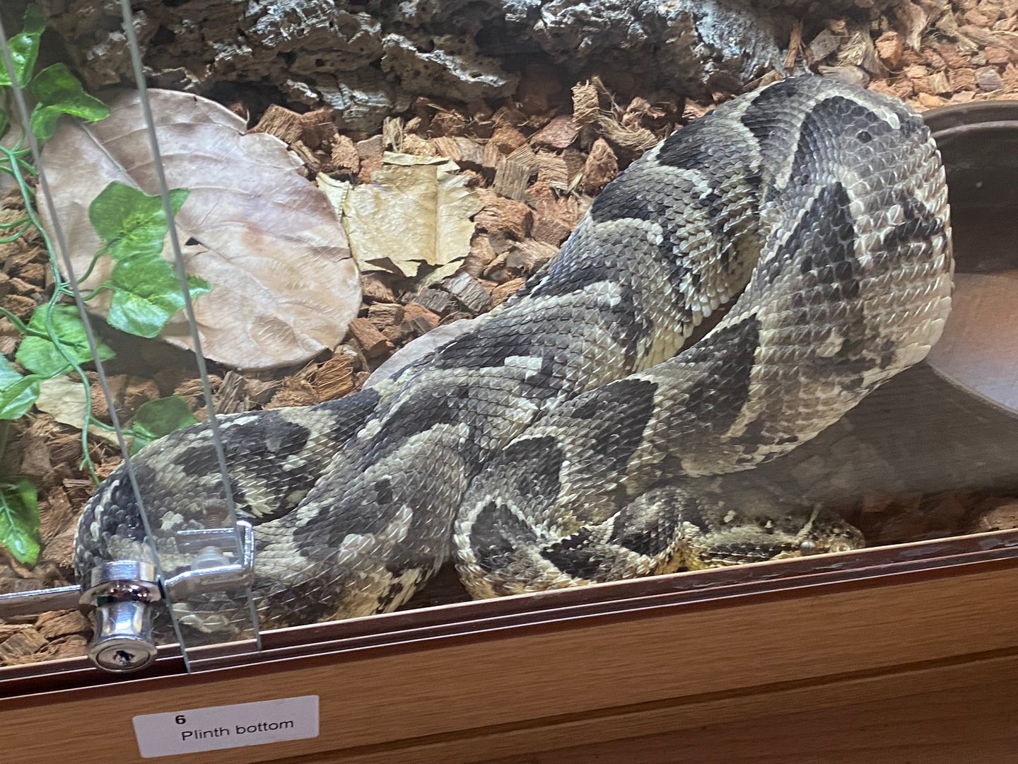Puff adder (Crocs R Us, Bristol) 040923