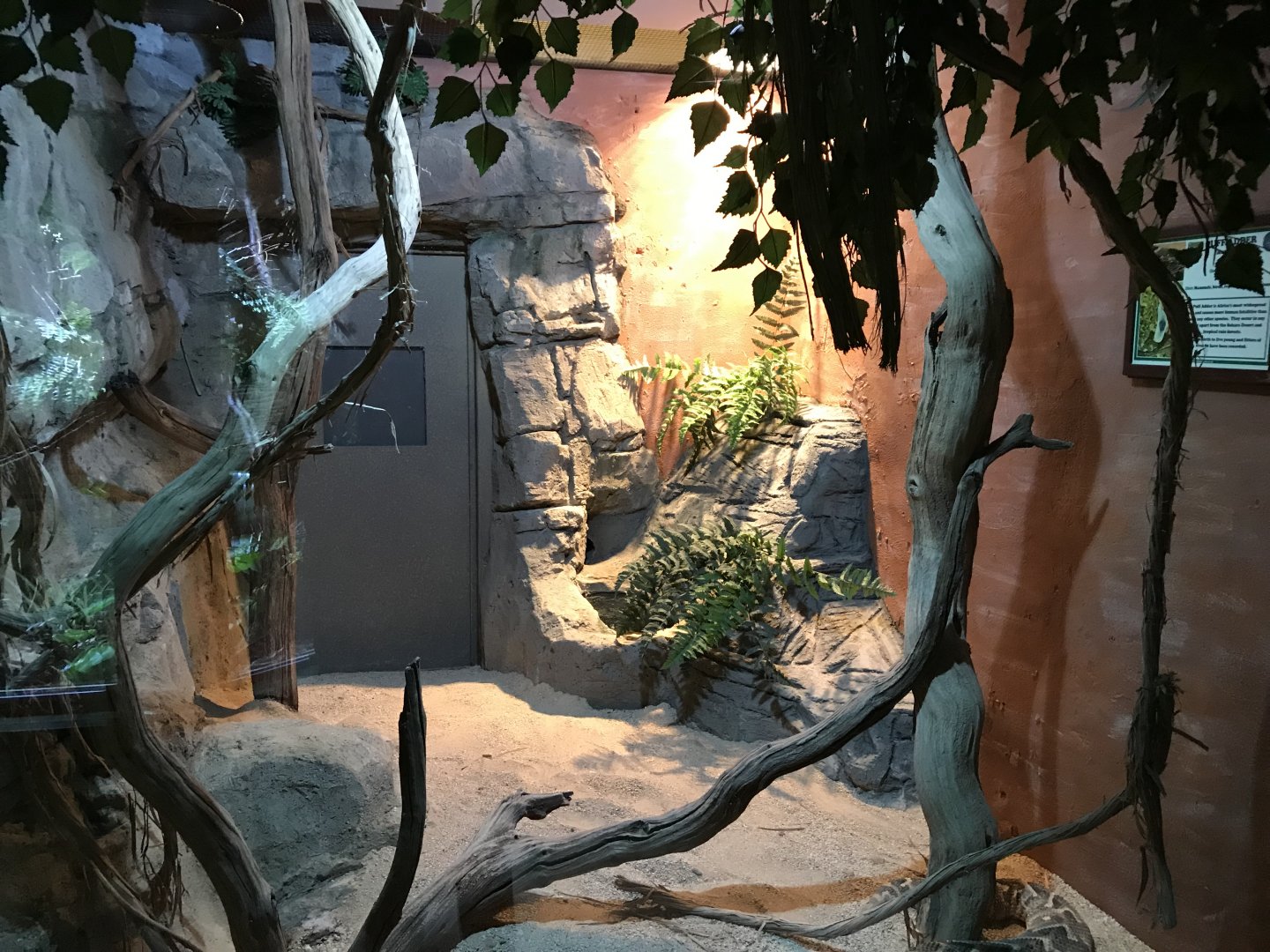 Puff adder exhibit 071019