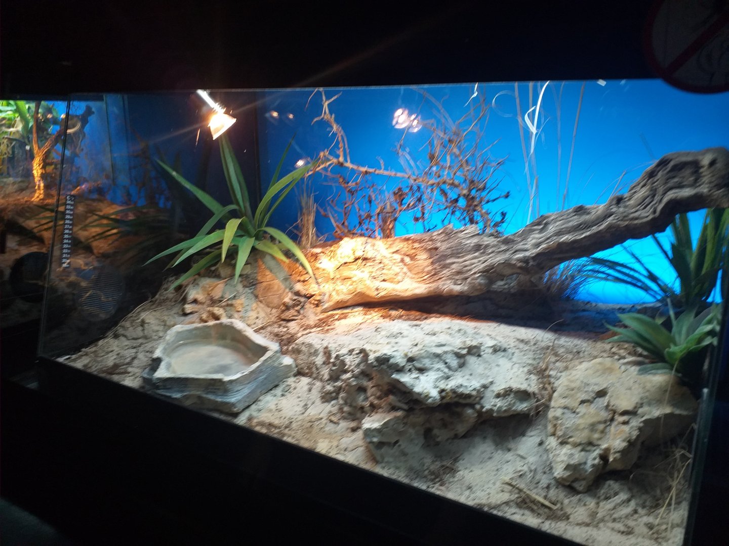 Puff adder exhibit -TerraNatura Benidorm (2021)