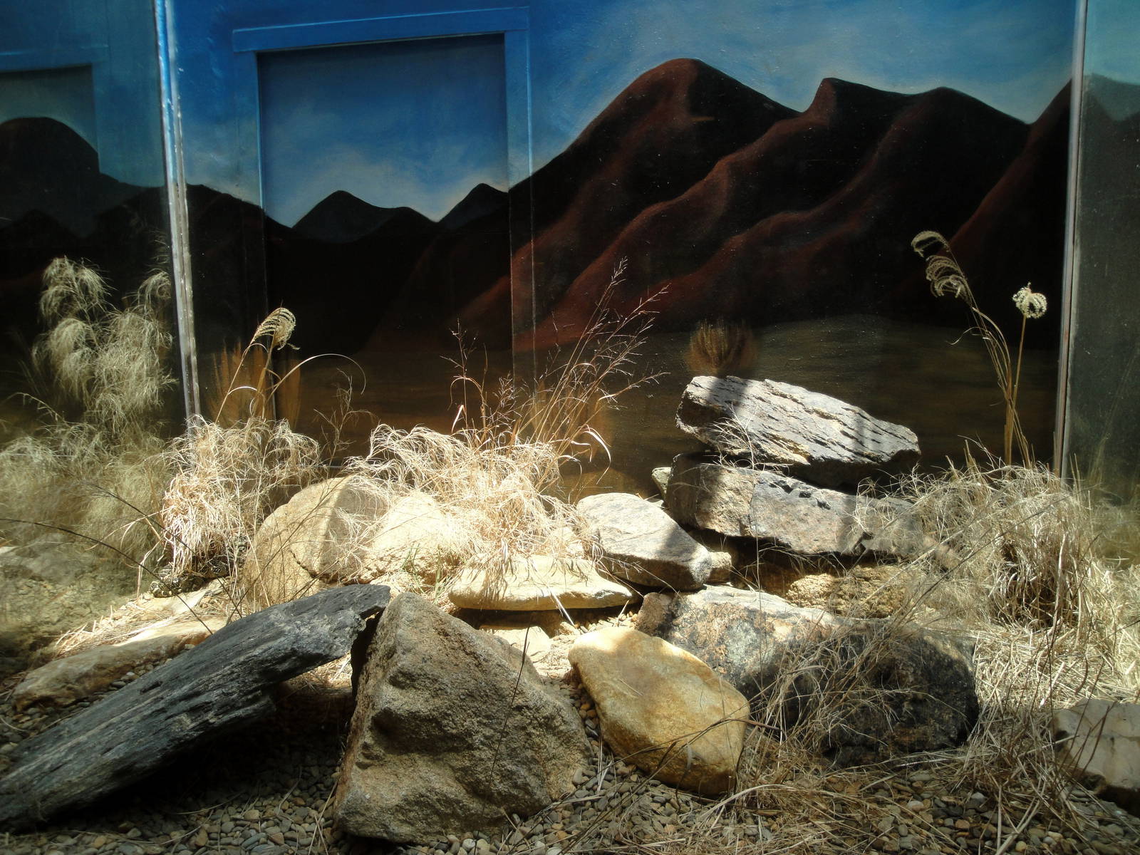 Puff Adder Exhibit
