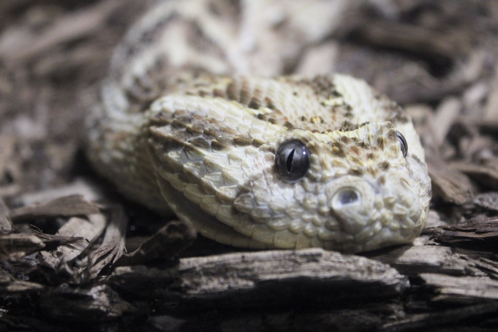 Puff Adder Portrait (Bitis arietans ssp.)