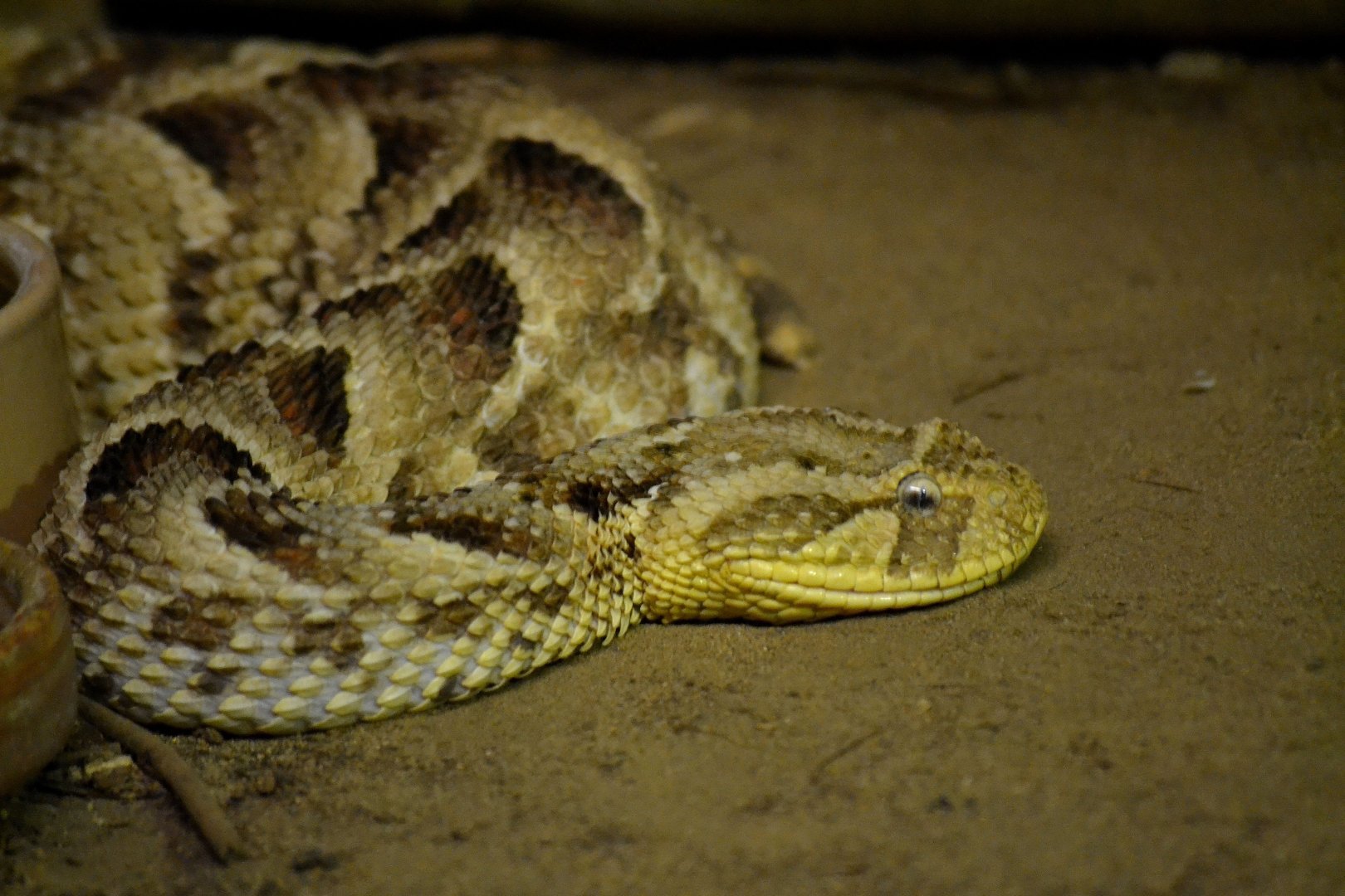 Puff Adder - September 2016