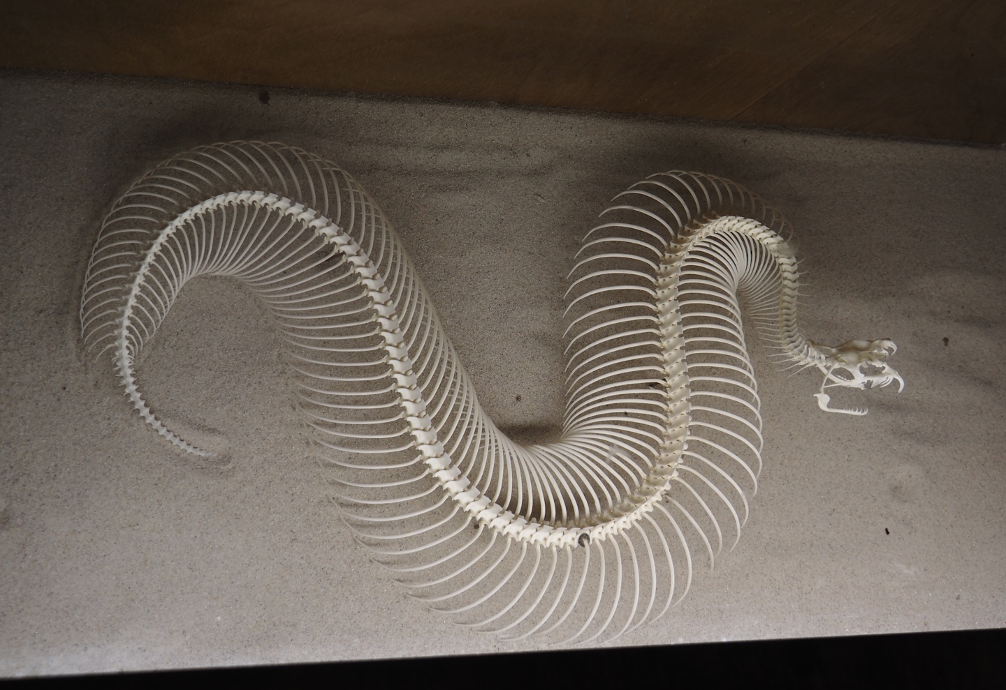 Puff adder skeleton, 2024-05-21