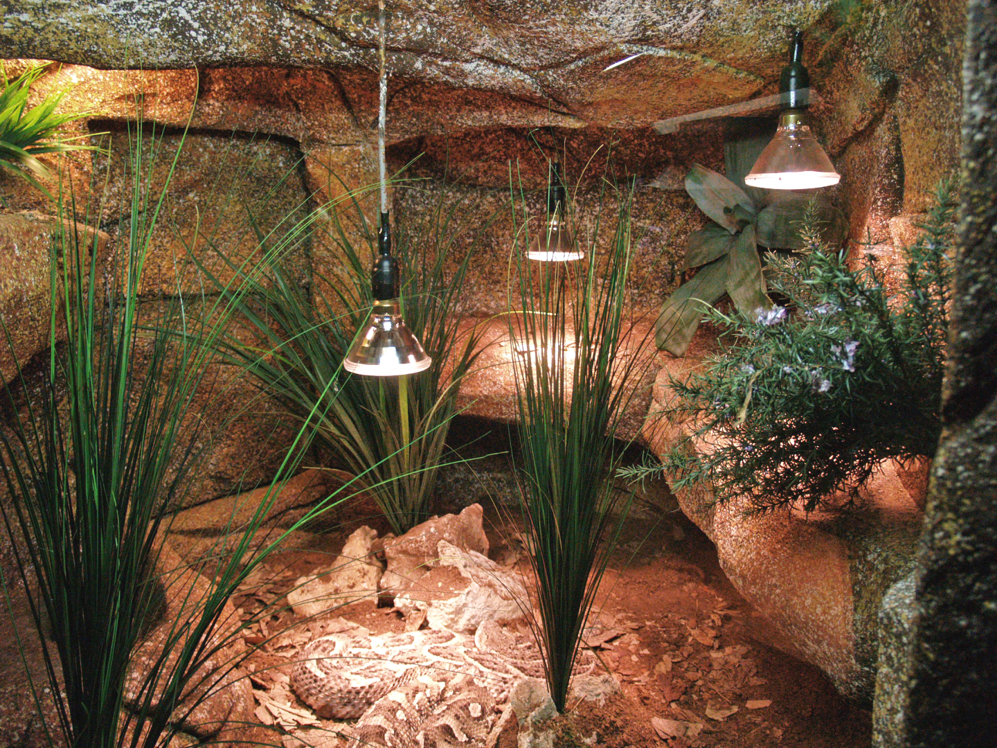 Puff adder terrarium, 2009-04-14