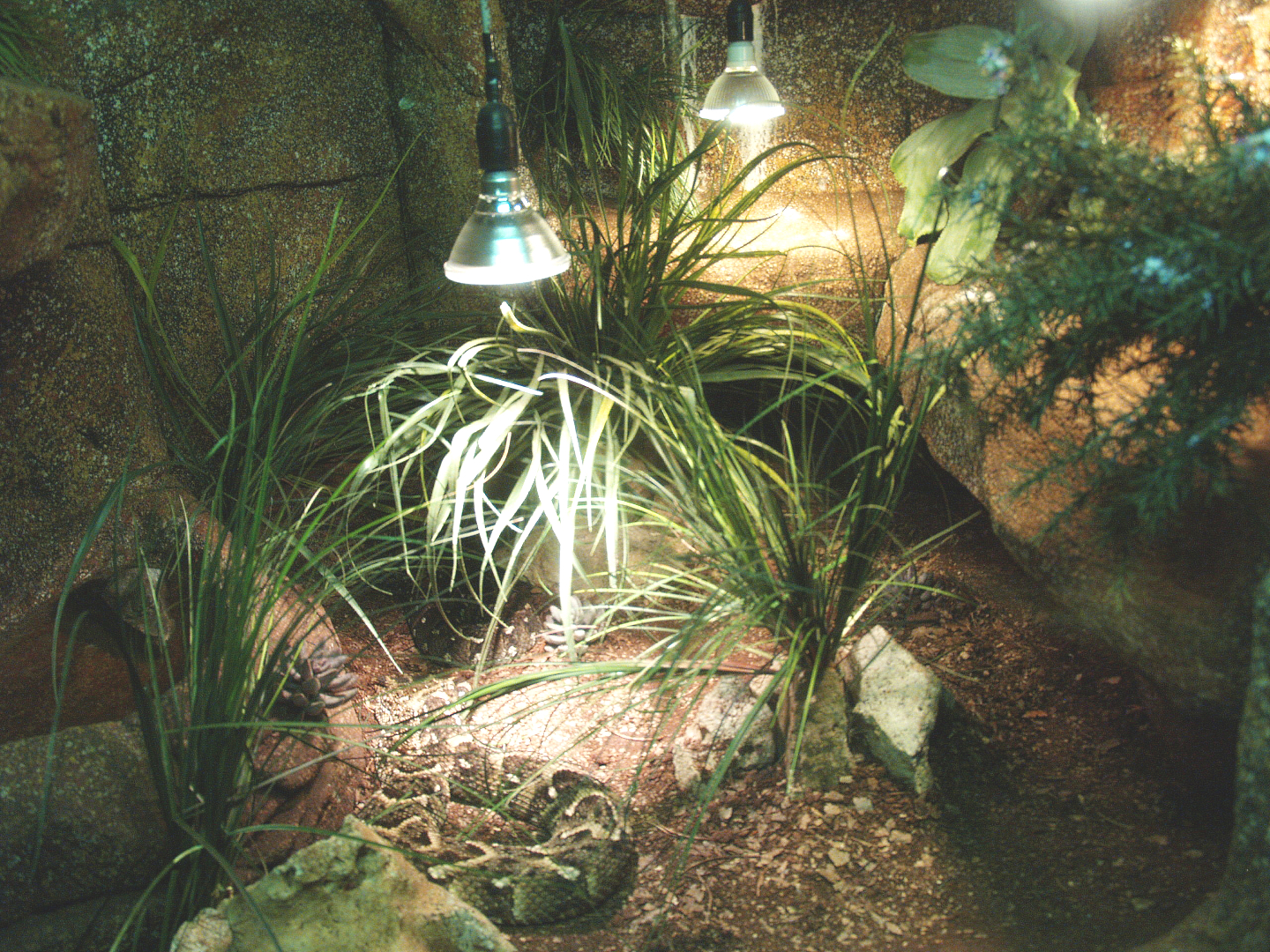 Puff adder terrarium, 2014-02-16