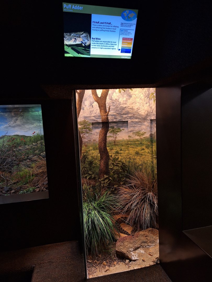 Puff Adder terrarium