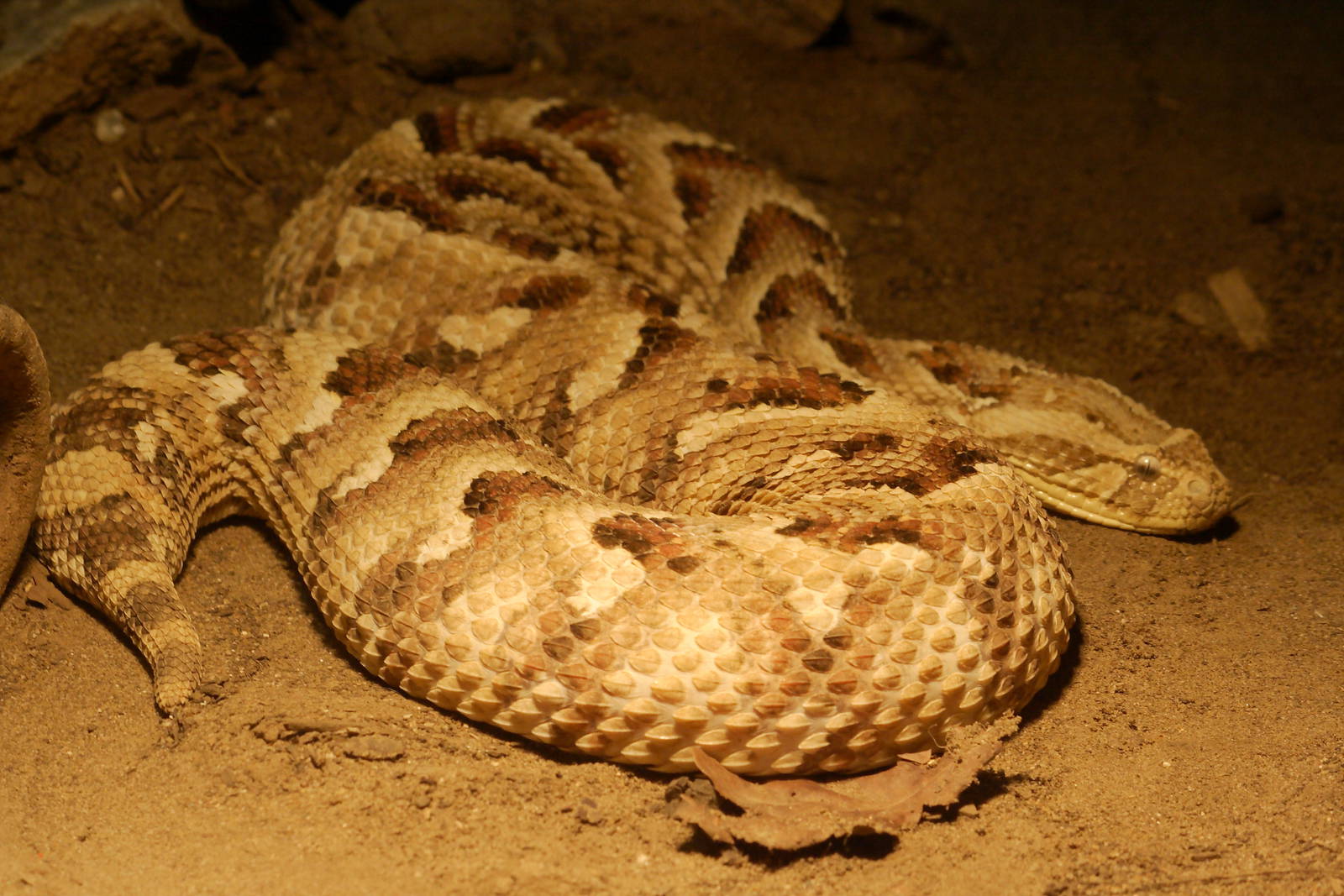 Puff adder