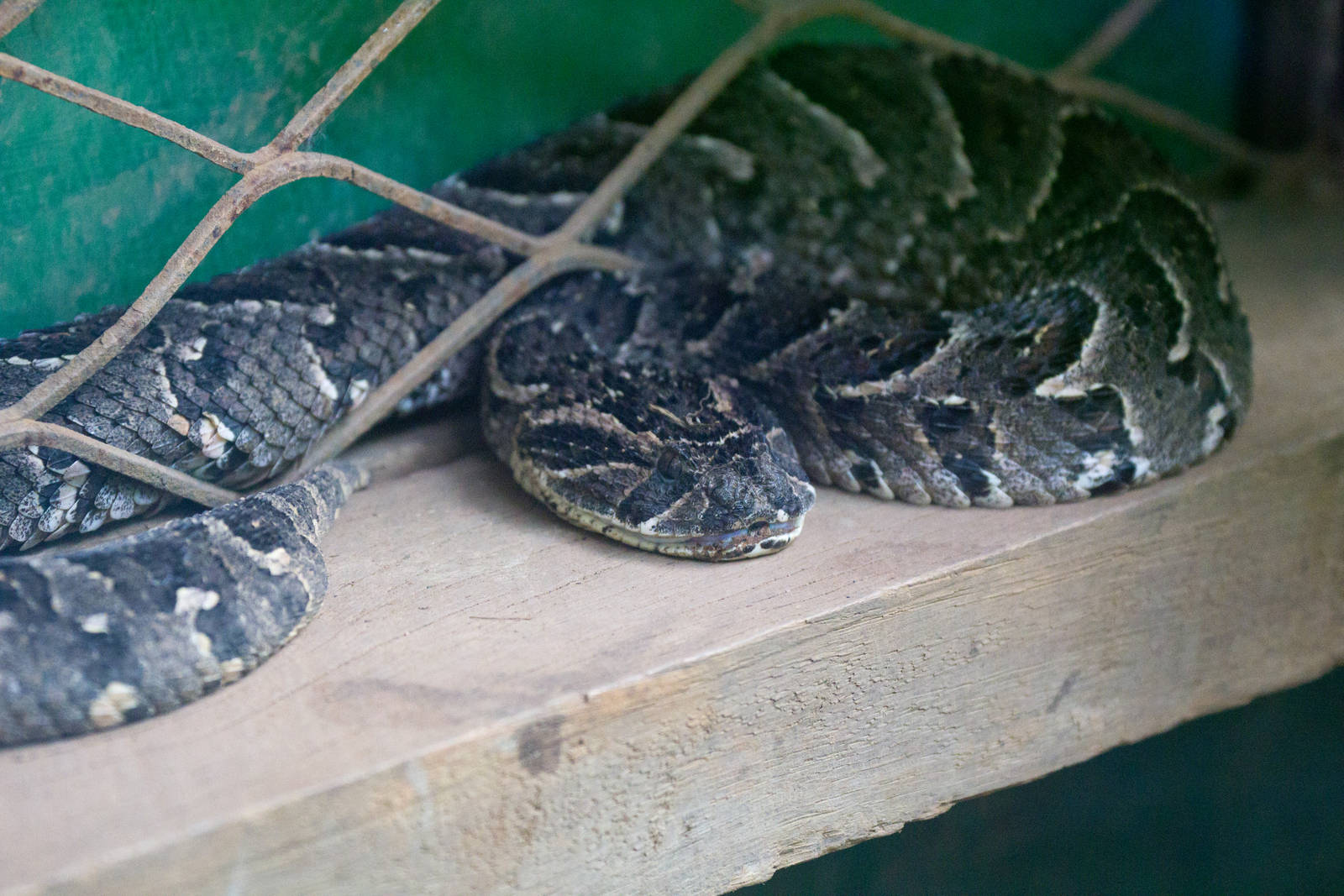 Puff Adder
