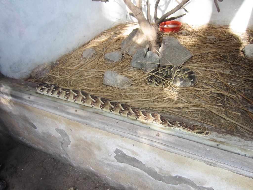 Puff Adder