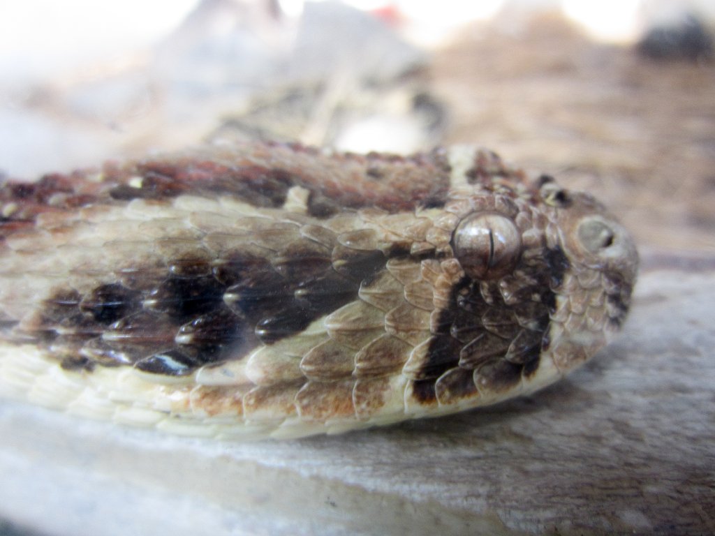 Puff Adder