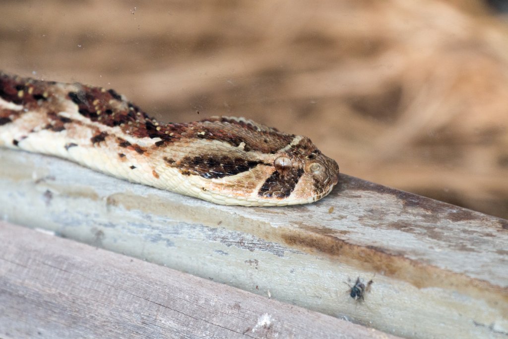 Puff Adder