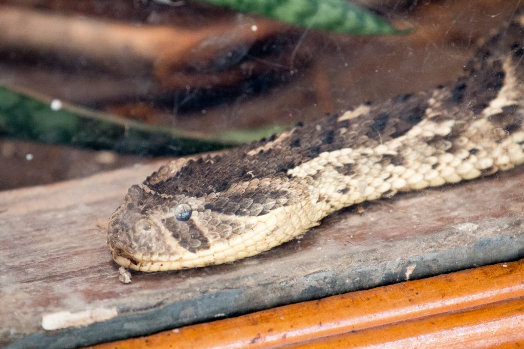 Puff Adder