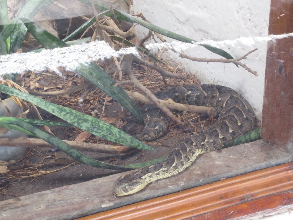 Puff Adder