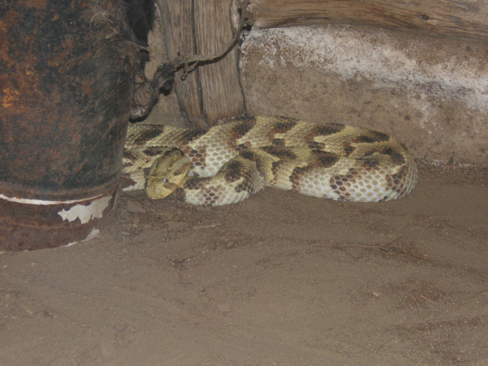 Puff Adder