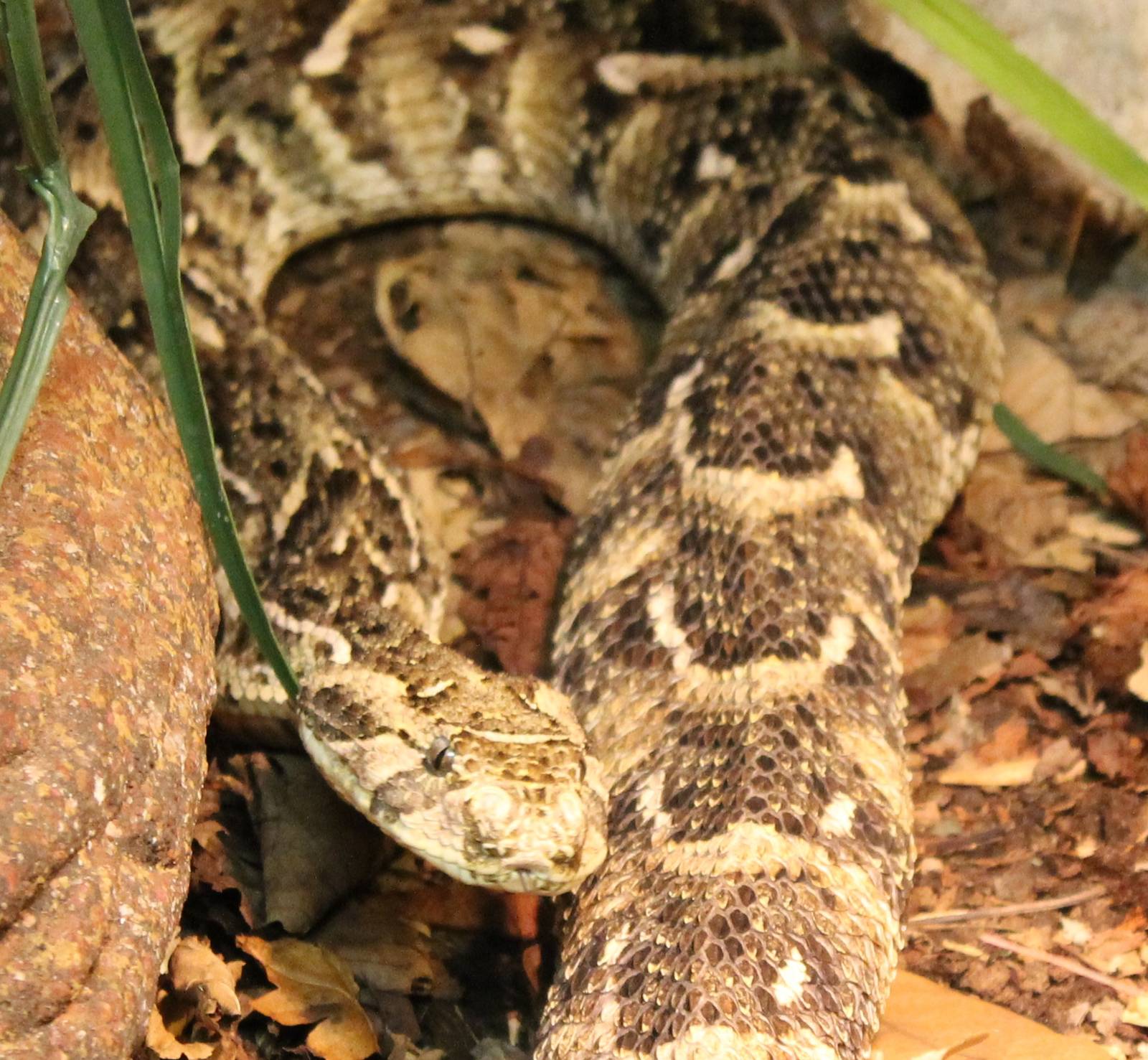 Puff adder