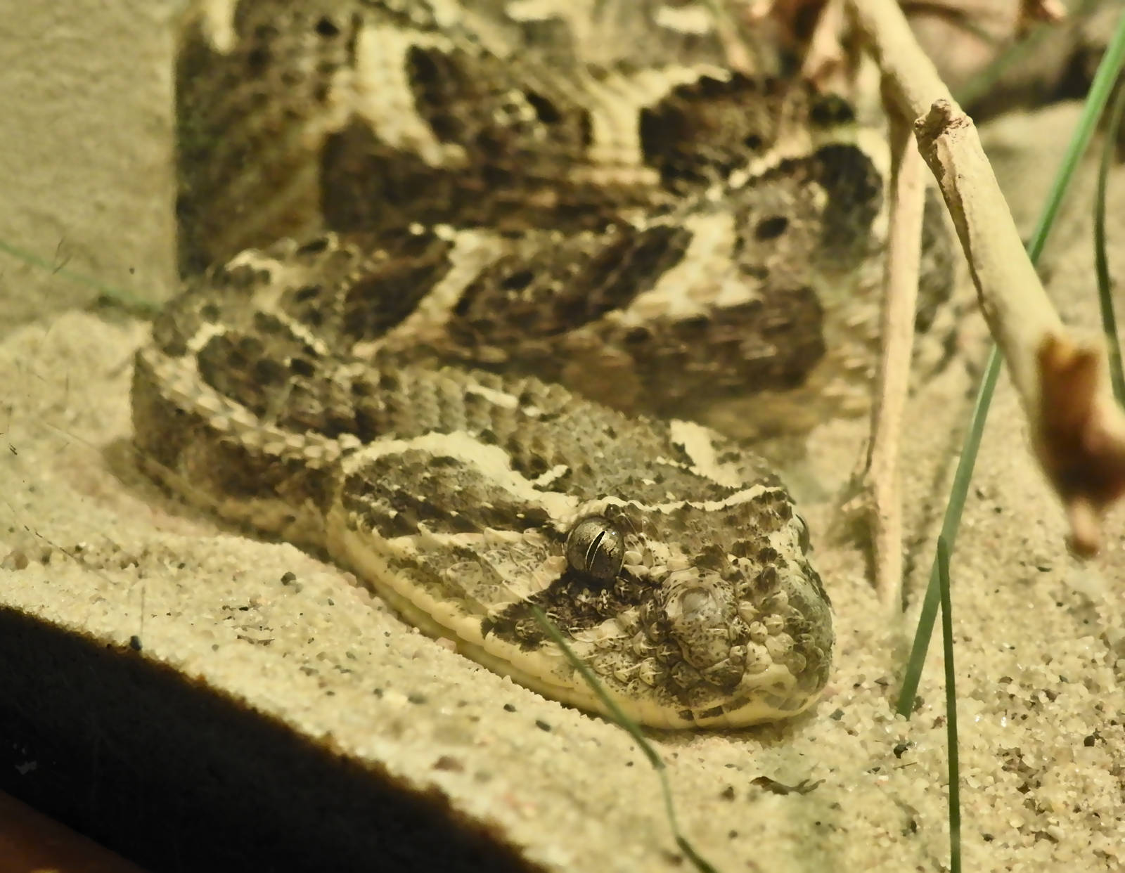 Puff Adder