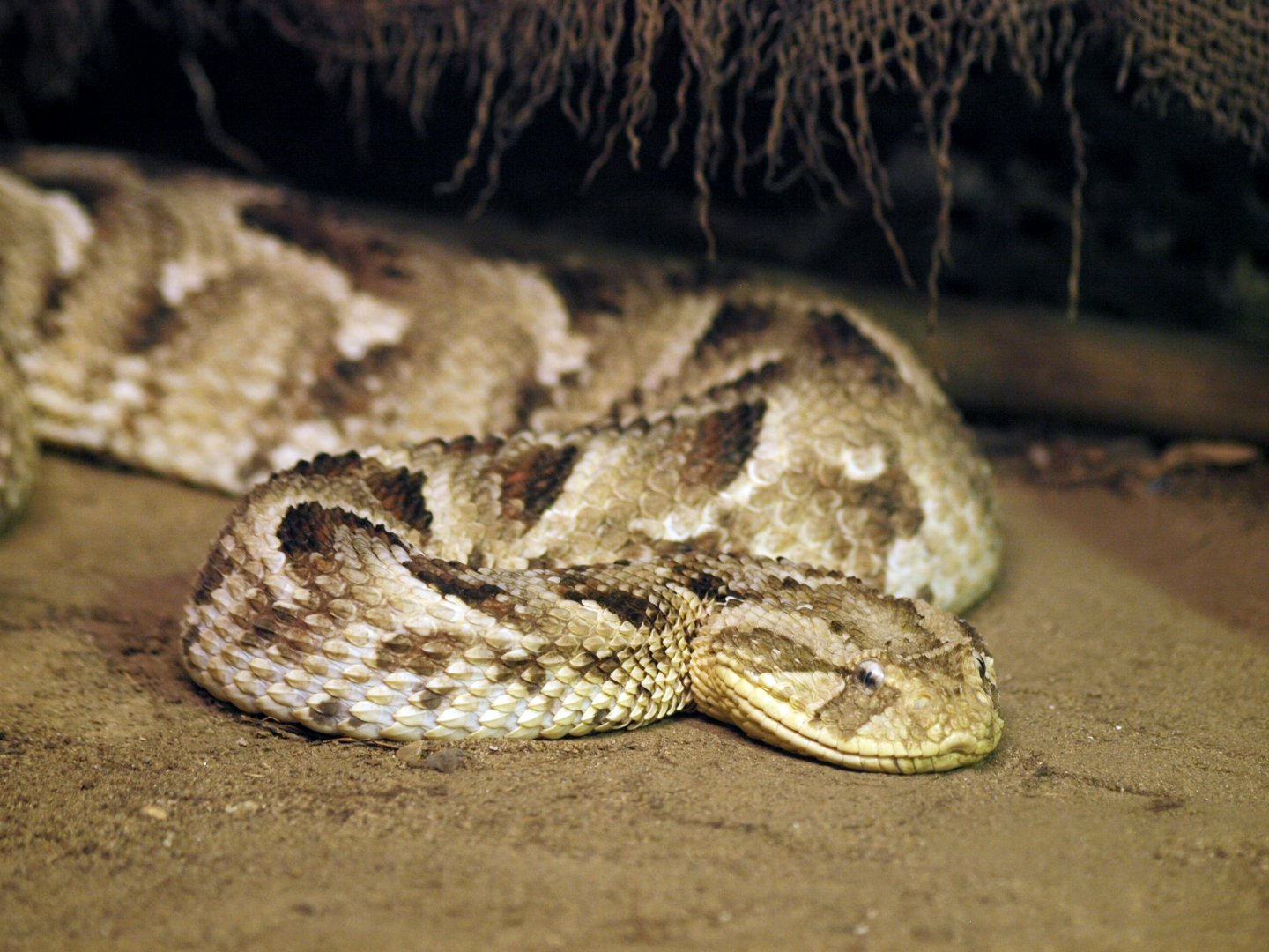 Puff adder