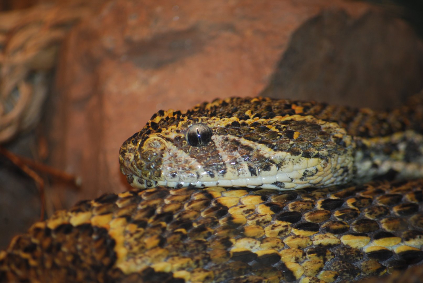 Puff Adder